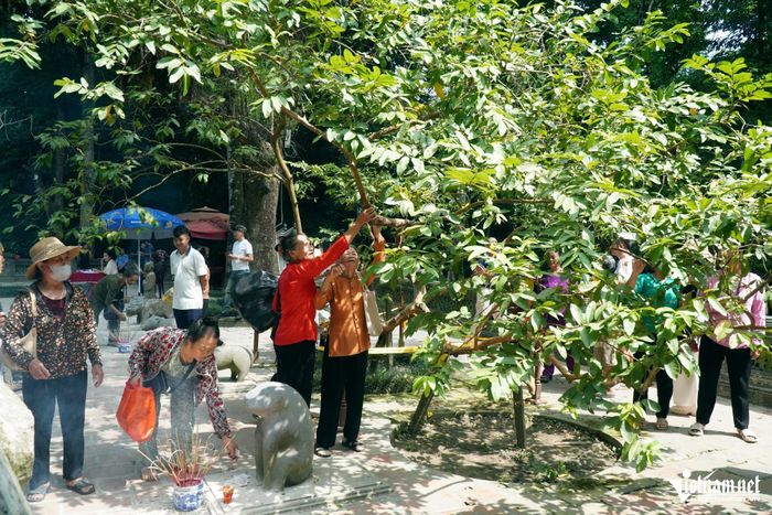 Người dân ghé thăm "cây ổi cười' ở Lễ hội Lam Kinh.