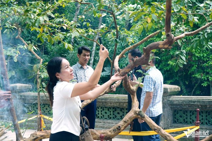 Chị Nguyễn Thị Liên năm nào vào dịp lễ hội Lam Kinh cũng trở về đây thắp hương, tham quan khu di tích và tìm đến cây ổi cười.