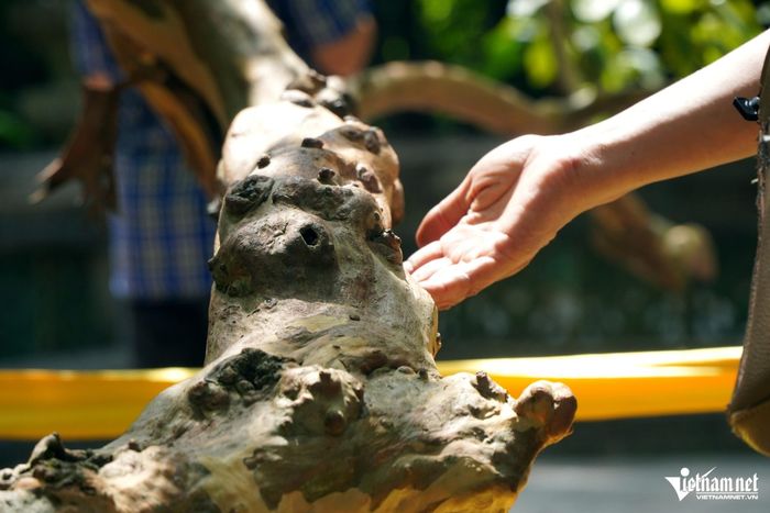 Gốc, thân cây ổi xù xì.