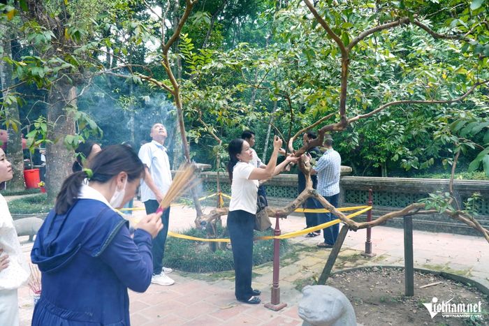 Người dân xem "cây ổi cười" là cây linh thiêng nên thắp hương cầu khấn.