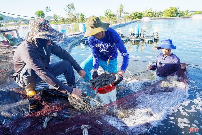 Mỗi năm, Công ty Cổ phần Thủy sản Long Vân thu hoạch khoảng 200 tấn tôm thương phẩm.