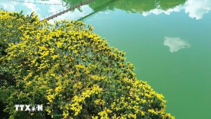 Sắc vàng của hoa phượng nổi bật trên mặt nước hồ Đắk R’Tih (phường Nam Gia Nghĩa, tỉnh Lâm Đồng). (Ảnh: Nguyễn Huy Thành/TTXVN)