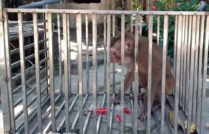 Cá thể Khỉ đuôi lợn có trọng lượng 3kg được tiếp nhận và cứu hộ. Ảnh: TTXVN phát