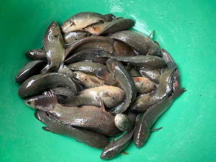 Với khoản chi 4 triệu đồng cho tiền ăn, người mẹ chỉ mua những loại thức ăn rẻ như cá đồng