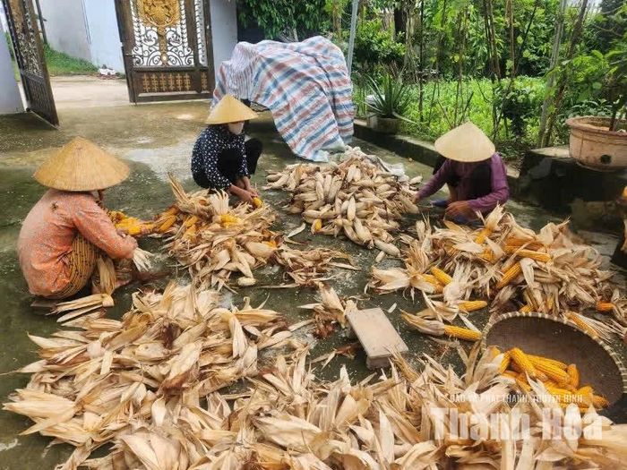 Vụ ngô vừa được bố mẹ bẻ vội trước khi mưa xuống.