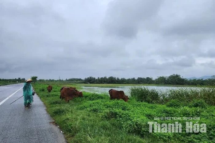 Người dân tìm chỗ an toàn để tranh thủ thả trâu bò sau những ngày mưa.