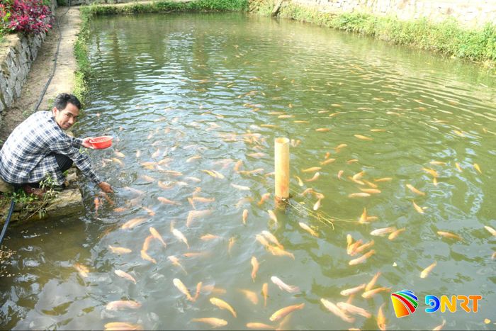 Cá điêu hồng, rô phi trong mô hình nông nghiệp kết hợp của anh Võ Văn Vương. Ảnh: QUANG VIỆT