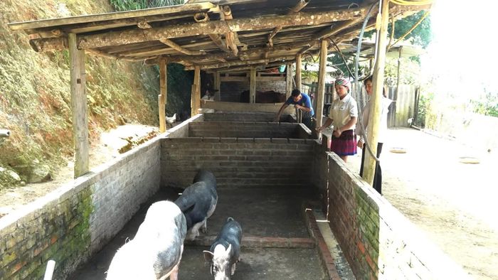 Gia đình chủ động phát triển chăn nuôi lợn, gà giống địa phương để có nguồn thực phẩm sạch tại chỗ phục vụ nhu cầu của các đoàn khách du lịch.