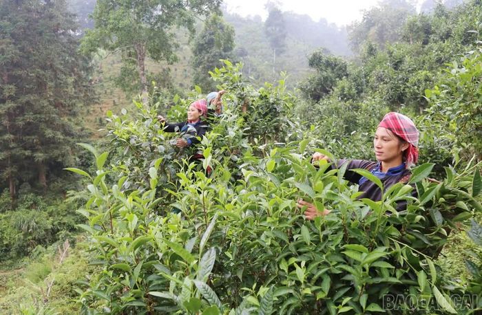 Đến ngày 30/9, 3 cơ sở dữ liệu về trồng trọt; chăn nuôi, thủy sản và sản phẩm OCOP được hoàn thành, bàn giao.