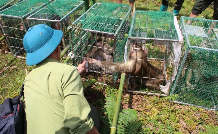 Lực lượng chức năng chăm sóc cá thể động vật hoang dã trên đường vận chuyển đến khu vực tái thả.