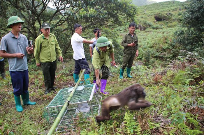 Cá thể động vật hoang dã được tái thả về khu vực có sinh cảnh phù hợp.