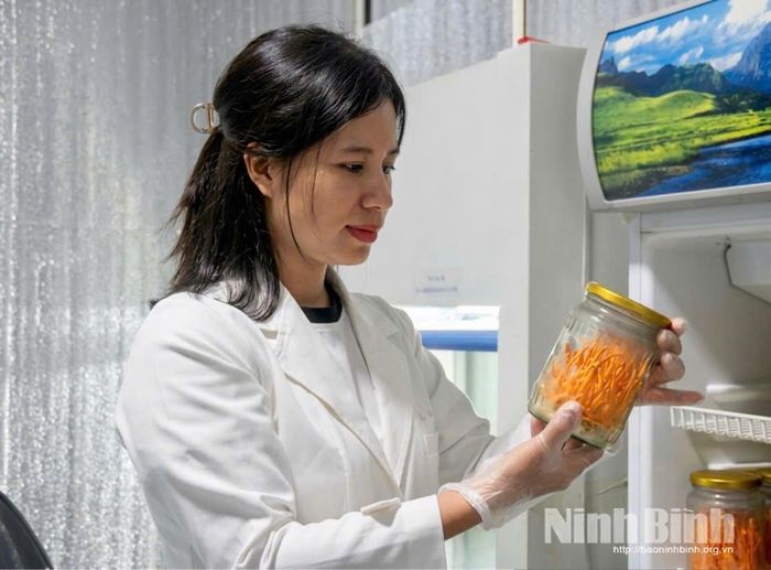 Bà Đỗ Thị Phương, Giám đốc HTX Dược thảo Minh Đức kiểm tra sản phẩm đông trùng hạ thảo.