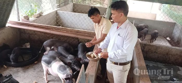 Anh Hồ Văn Nhân tận dụng nguồn thức ăn sẵn có và ứng dụng men vi sinh trong chăn nuôi lợn bản địa - Ảnh: N.B