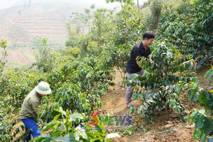 Nông dân xã Mường Bám chăm sóc cà phê.