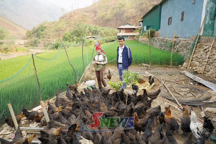 Mô hình nuôi gà đen bản địa tại HTX nông nghiệp sinh thái EFARM, xã Long Hẹ.