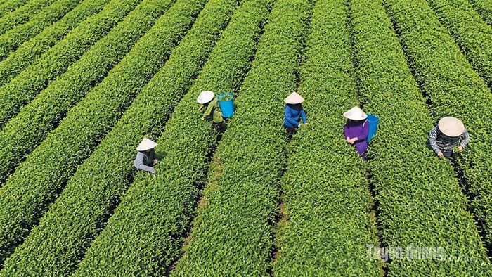 Xã Linh Hồ phát triển vùng chè, tạo sinh kế và nâng cao thu nhập cho người dân địa phương. Ảnh: PV.