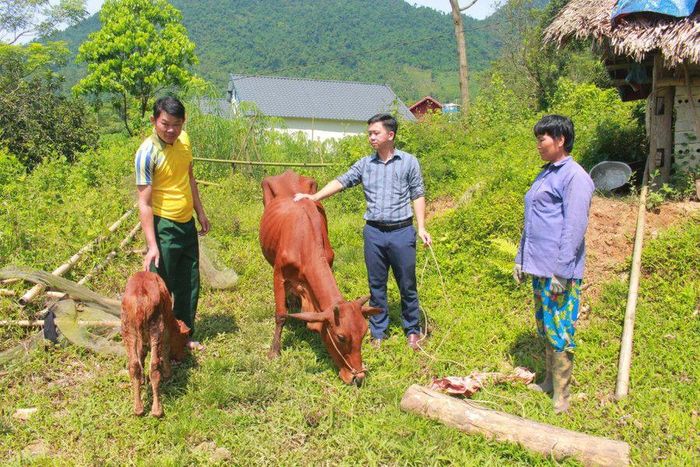 Những năm qua, nhiều hộ nghèo, cận nghèo trong tỉnh được hỗ trợ bò sinh sản, tạo sinh kế để thoát nghèo bền vững.