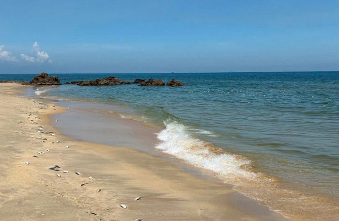 Cá chết dạt vào bờ biển đoạn thôn Tân Lý, xã Đông Trạch.