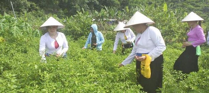 Vốn chính sách kịp thời hỗ trợ người dân Lạc Sơn phát triển sản xuất, giảm nghèo bền vững. Ảnh: Đông Du