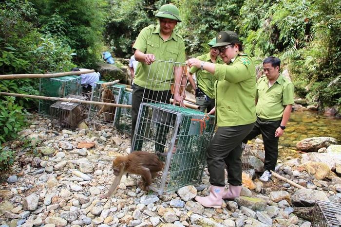 Tái thả khỉ lông vàng vào môi trường tự nhiên. Ảnh: THSP
