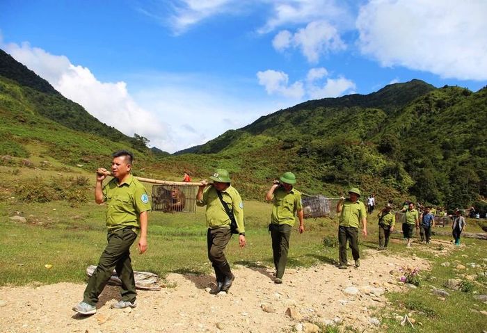 Cán bộ Vườn quốc gia Hoàng Liên di chuyển 46 cá thể động vật hoang dã vào rừng sâu để tái thả về môi trường tự nhiên. Ảnh: THSP