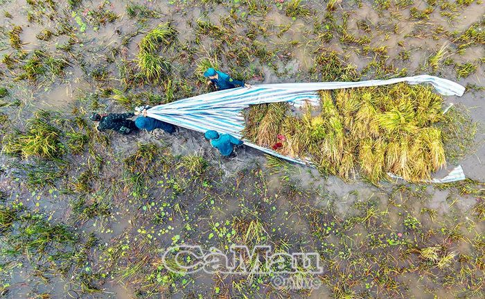 Bộ đội chính quy cùng lực lượng dân quân tự vệ địa phương hỗ trợ người dân thu hoạch lúa giữa vùng ngập.