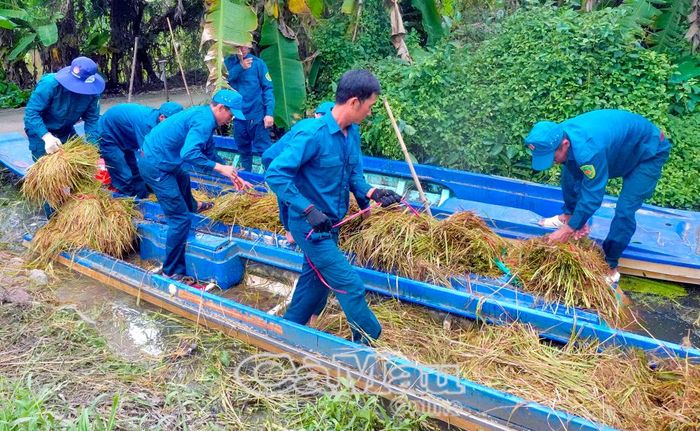Hơn 250 ha lúa hè thu cuối vụ bị ngập tại xã Khánh Hưng được bộ đội và lực lượng dân quân tự vệ địa phương hỗ trợ thu hoạch thủ công, góp phần giảm thiệt hại cho người dân.