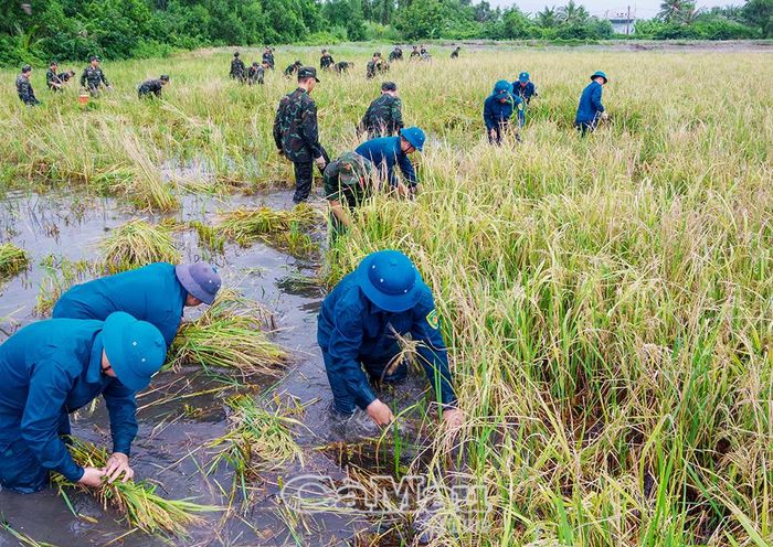 Màu xanh áo lính giúp dân giữa những cánh đồng lúa ngập nước thể hiện sự sát cánh, đồng hành, thắm tình quân dân.