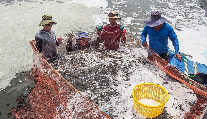 Việc ghi nhận, tuyên dương những nông dân tiêu biểu sẽ góp phần lan toả những cách làm hay, mô hình hiệu quả và tinh thần sáng tạo trong cộng đồng nông dân (Trong ảnh: Nông dân thu hoạch tôm siêu thâm canh ở Xã Tạ An Khương, tỉnh Cà Mau).