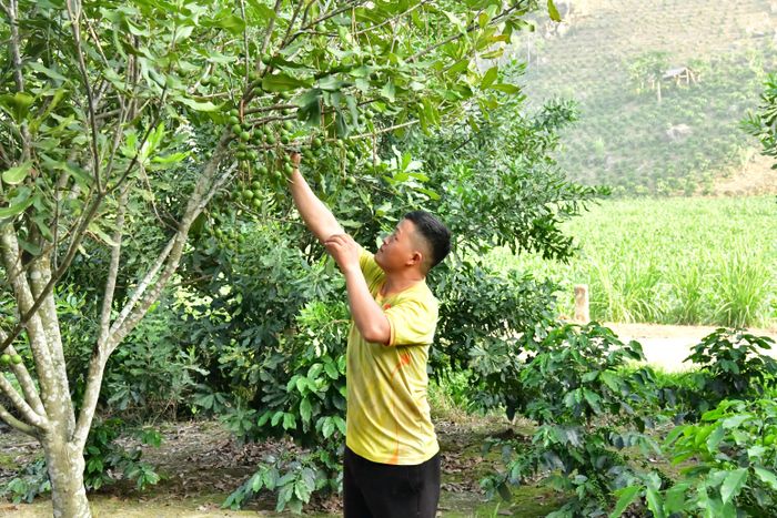 Vườn cây mắc ca của gia đình anh Vừa A Hồ - Bản Xô Bua, xã Pú Nhung, tỉnh Điện Biên. Ảnh: Ngọc Mai