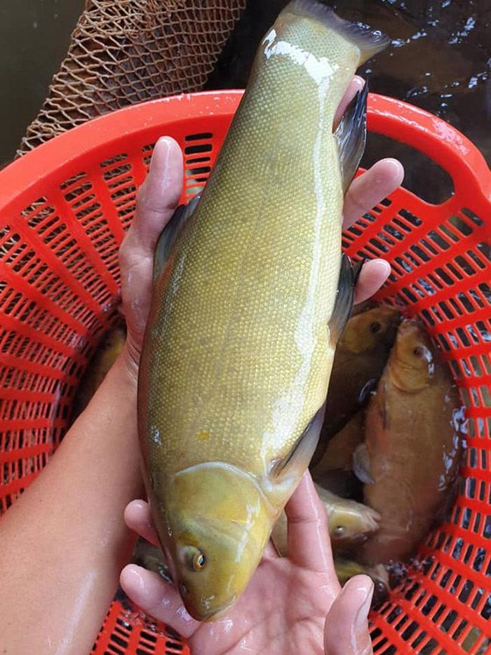 Thịt cá quế có màu trắng, khá chắc và dai, vị ngọt tự nhiên nên được nhiều người ưa chuộng - Ảnh minh hoạ