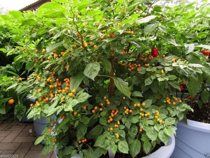 Mỗi cây ớt khi ra trái có thể đậu tới hàng trăm quả - Ảnh: Dân trí
