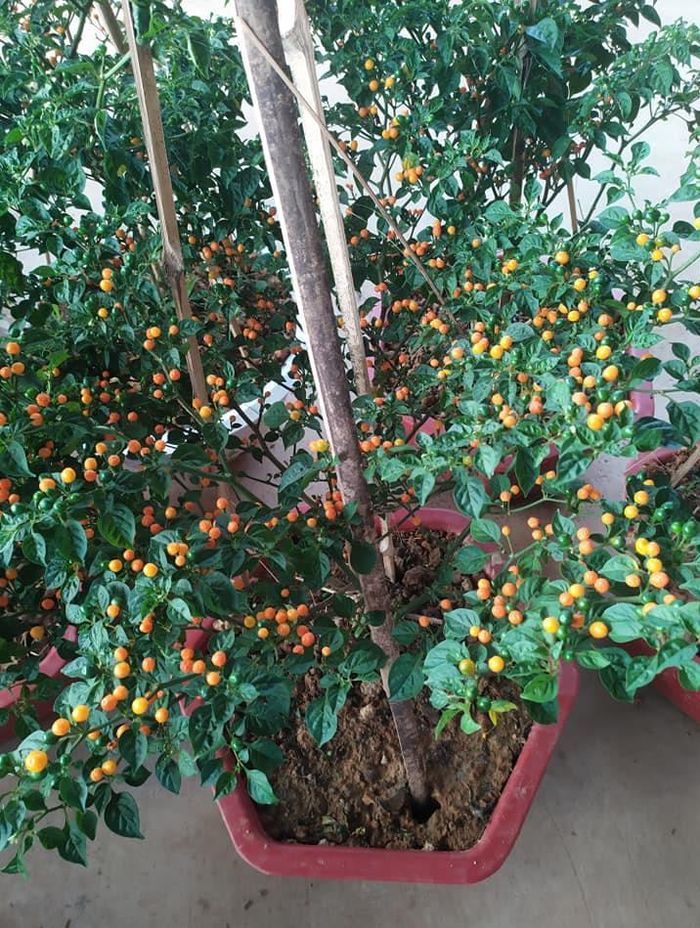 Trong điều kiện chăm sóc thuận lợi, sau khoảng 3 tháng cây có thể bắt đầu cho thu hoạch - Ảnh: Thanh Niên
