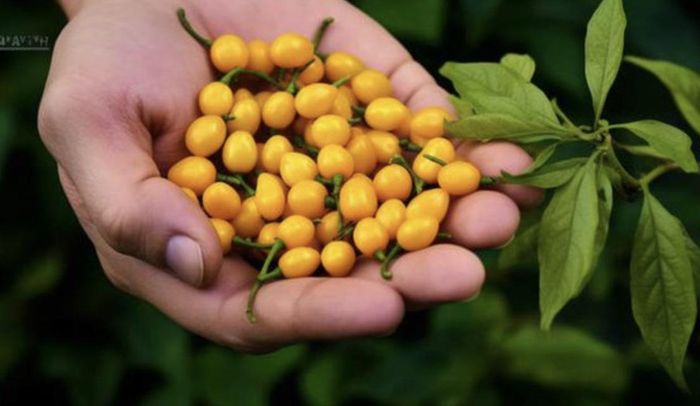 Để ớt Aji Charapita phát triển và cho quả chất lượng như ớt ở Peru khi trồng ở Việt Nam, cần mua cây giống chất lượng cao - Ảnh: Pixabay