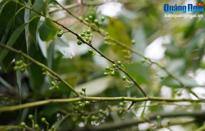 Quả sả rừng giống hạt tiêu, quả sống có màu xanh đậm - Ảnh: Báo Quảng Ngãi