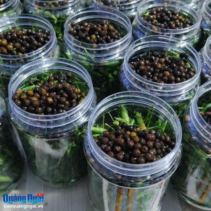 Quả sả rừng khô được trộn với ớt xiêm làm thành hủ ớt xiêm muối để bán - Ảnh: Báo Quảng Ngãi