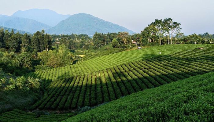 Vùng nguyên liệu chè Thái Nguyên đang từng bước được số hóa, gắn với quản lý dữ liệu và truy xuất nguồn gốc. Ảnh: Cổng TTĐT tỉnh Thái Nguyên.