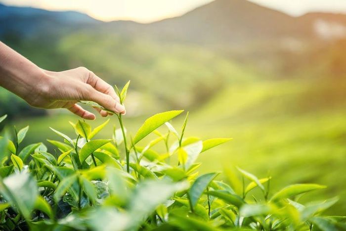 Thu hái chè tại vùng chè Tân Cương, Thái Nguyên. Ảnh: chethainguyen.gov.vn.