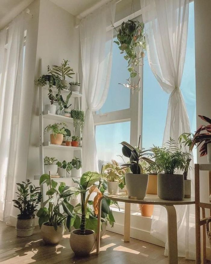 Gia chủ có thể kết hợp nhiều loại cây với màu sắc lá khác nhau để tạo hiệu ứng tự nhiên, sinh động khi đặt ở cửa sổ.