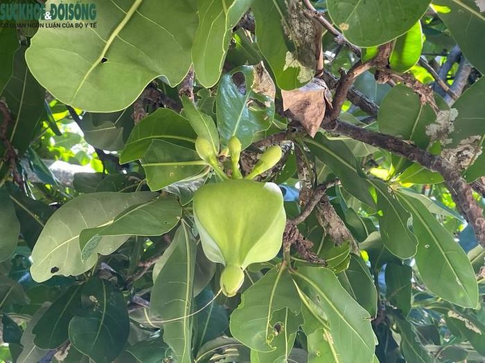 Hoa của cây bàng vuông có vẻ đẹp đặc biệt với mùi thơm nhẹ, quả bàng vuông có hình dáng đặc trưng của loài. Ảnh: Hùng Trần.
