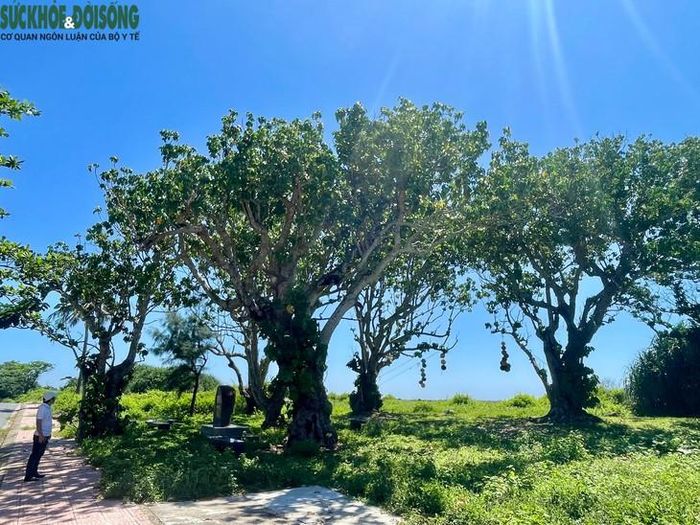 Có 5 cây diệp liên đồng trên đảo Cồn Cỏ được công nhận là cây di sản. Đây là loài cây gỗ lớn, cao 15 - 25m, có tán xòe rộng và dày. Lá đơn mọc tập trung đầu cành, lá hình khiên, đầu lá tù, kích thước lá dài và rộng từ 10 - 15cm màu xanh bóng, cuống lá dài trên 20cm. Ảnh: Hùng Trần.