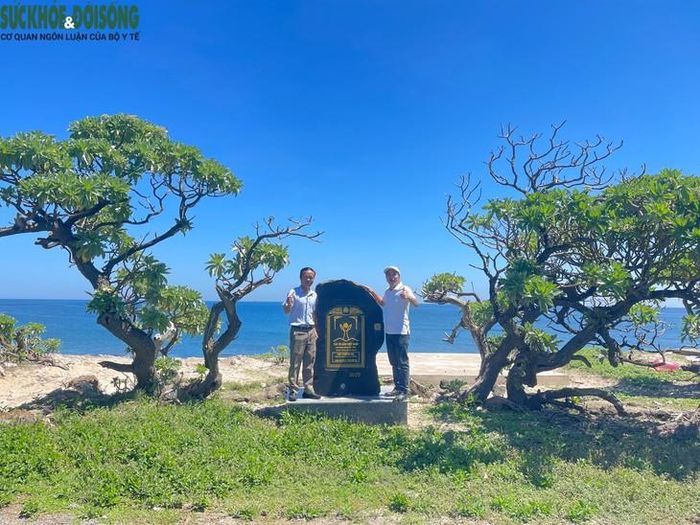 Trên đảo, cây phong ba phân bố chủ yếu ở vùng bờ biển phía Đông Bắc. Đây là loài cây gỗ nhỏ có chiều cao từ 3 - 6m. Loài này có tán dày và rộng, phân ra nhiều cành thấp, cứng và cong queo với vỏ màu xám tro. Ảnh: Hùng Trần.