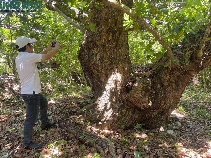 Giữa trùng khơi, "viên ngọc xanh" này ẩn chứa hệ sinh thái rừng, biển đảo độc đáo, phong phú đến kinh ngạc. Hiện trên đảo Cồn Cỏ có nhiều cây cổ thụ có tuổi đời hàng trăm năm. Đây là những “cổ mộc” đã chứng kiến những chiến công oai hùng của quân và dân Cồn Cỏ trong thời kỳ kháng chiến chống Mỹ. Nhiều cây cổ thụ vẫn còn dấu tích của do mảnh đạn bom găm vào. Ảnh: Hùng Trần.