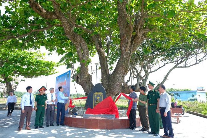 Năm 2025, Hội Bảo vệ Thiên nhiên và Môi trường Việt Nam cấp bằng công nhận Cây di sản Việt Nam với quần thể 17 cây thuộc 5 loài trên đảo Cồn Cỏ (gồm 5 cây liên diệp đồng, 4 cây bàng vuông, 3 cây phong ba, 3 cây bàng và 2 cây mù u). Đây là những cây có tuổi đời hàng trăm năm, phát triển tươi tốt trong điều kiện nắng nóng, gió bão ở đảo. Ảnh: Nhật Hải.