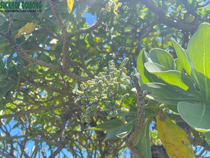 Cụm hoa phong ba nhỏ, màu trắng, dài, cong xếp thành 2 dãy. Đài hoa có 5 cánh, tràng hoa hợp thành ống ngắn, chia 5 thùy. Quả của cây phong ba tròn dẹt, đường kính 0,5 - 0,8cm, khi chín màu vàng nhạt. Ảnh: Hùng Trần.