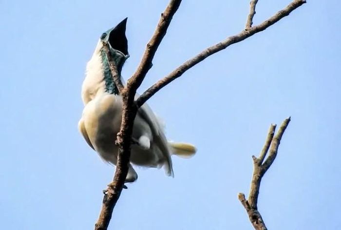 Chim chuông họng trần. (Ảnh: João Menezes)
