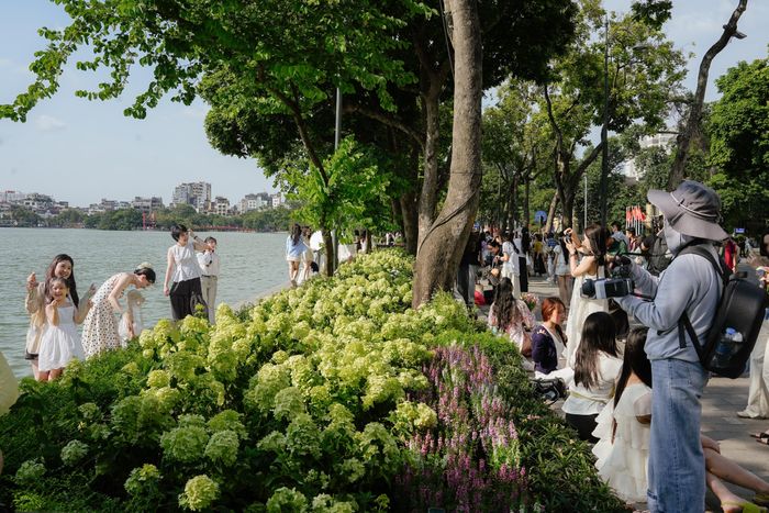 Những khóm cẩm tú cầu được trồng từ trước vẫn được giữ lại ở một số khu vực, kết hợp với nhiều loại hoa mới như violet Nhật, ngũ sắc, sao nhái và vạn thọ. Sự thay đổi này tạo thêm màu sắc cho các thảm hoa ven Hồ Gươm, phù hợp với không khí mùa thu Hà Nội.