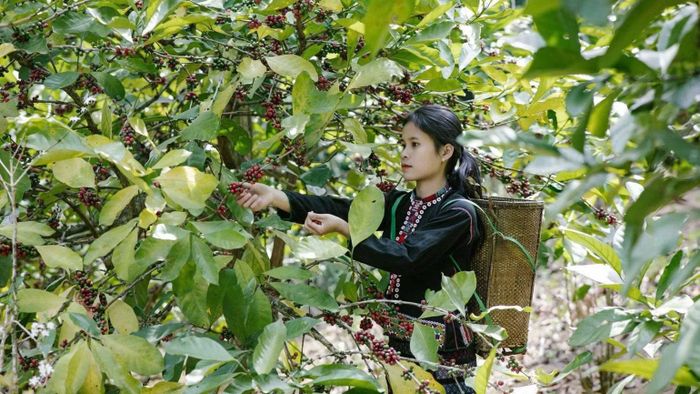 Người dân yên tâm sinh sống, sản xuất trên những vùng đất đã được làm sạch bom mìn, vật liệu nổ.