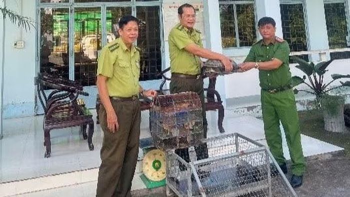 Từ đầu năm đến nay, ngành chức năng tiếp nhận nhiều cá thể động vật hoang dã do người dân giao nộp. (Ảnh: Chi cục Kiểm lâm An Giang cung cấp)