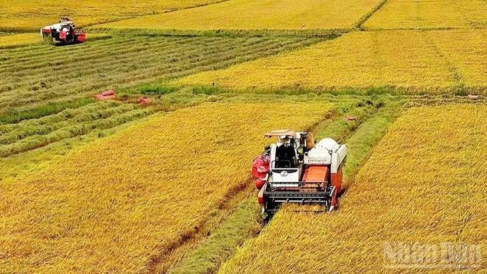 Đồng lúa chất lượng cao, phát thải thấp ở Tây Ninh. (Ảnh: MINH ANH)